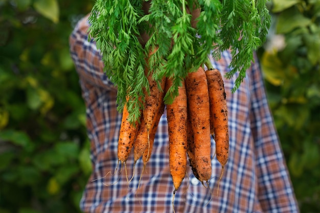 Фото Молодой человек-фермер держит в руках доморощенный урожай свежей апельсиновой моркови. частный садовый сад.
