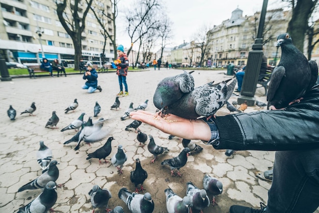 Young man feed doves in city park