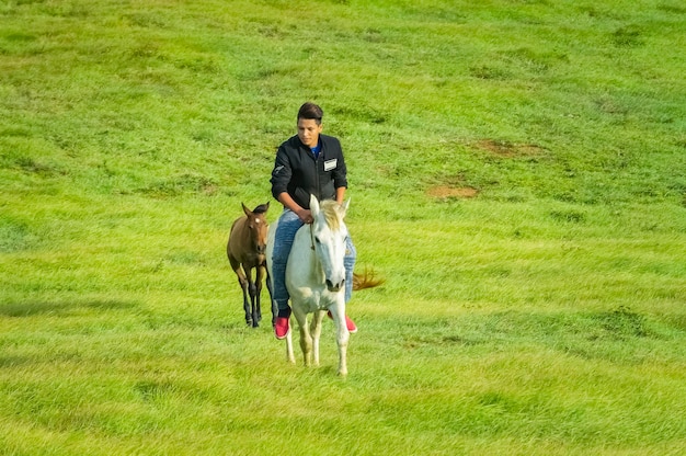 野原で馬に乗る青年、野原で馬に乗って指さし、野原で美しい馬に乗る男