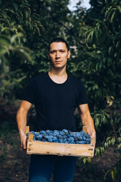 a young man in the garden holds a box with a crop of plums in his hands, a farmer