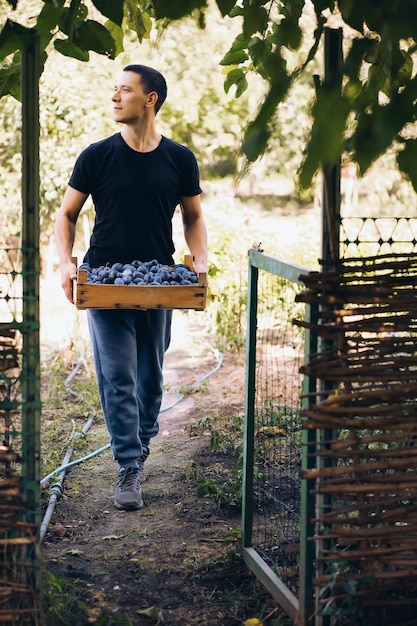 young man harvesting plums, wooden box in his hands, garden and vegetable garden