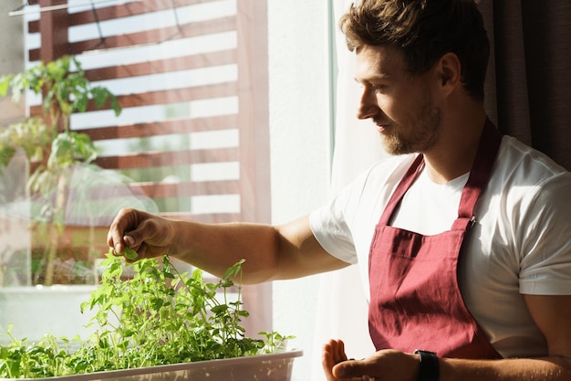 Young man harvests fresh basil at home