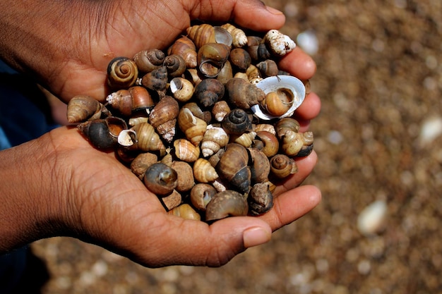 Photo young man holding river snail shells