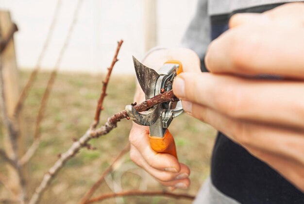 The young man is cutting the branch of tree by secateur in the early spring