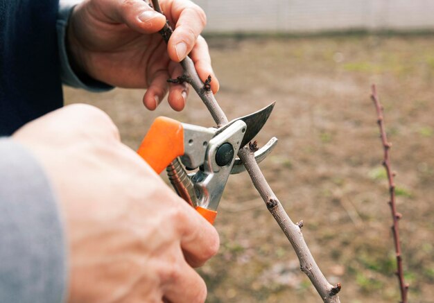 The young man is cutting the branch of tree by secateur in the early spring