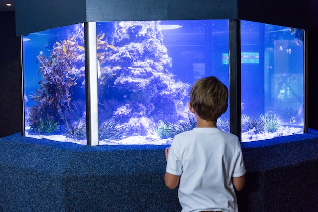 Young man looking at an aquarium 