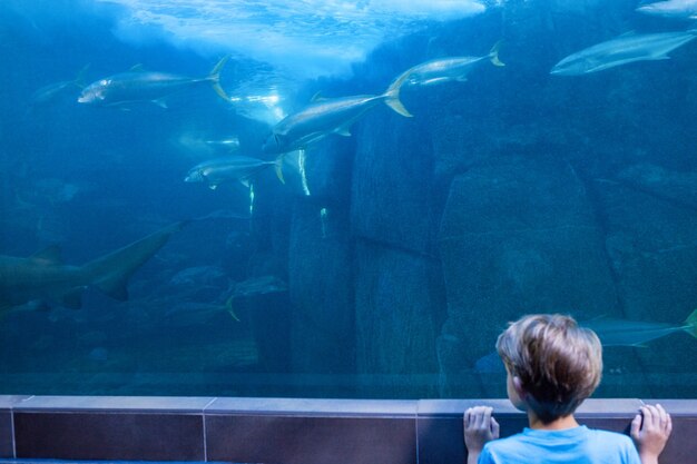 Young man looking at fish swimming