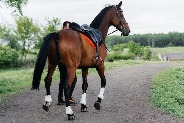 A young man stands and looks at a thoroughbred stallion on the ranch. Animal husbandry and breeding of thoroughbred horses.