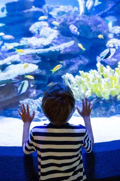 若い、魚、タンクに触れる