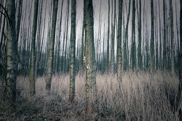 Photo young man behind tree in forest