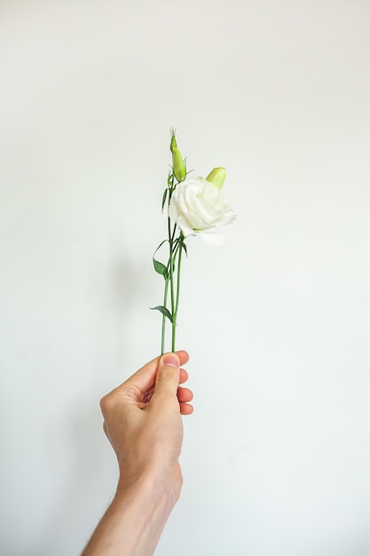 Il giovane verticale tiene in mano un fiore di eustoma su uno sfondo bianco