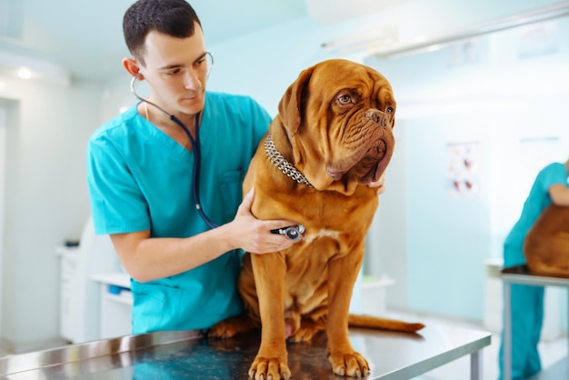 Young man veterinarian examining dog on table in veterinary clinic Medicineanimals health care