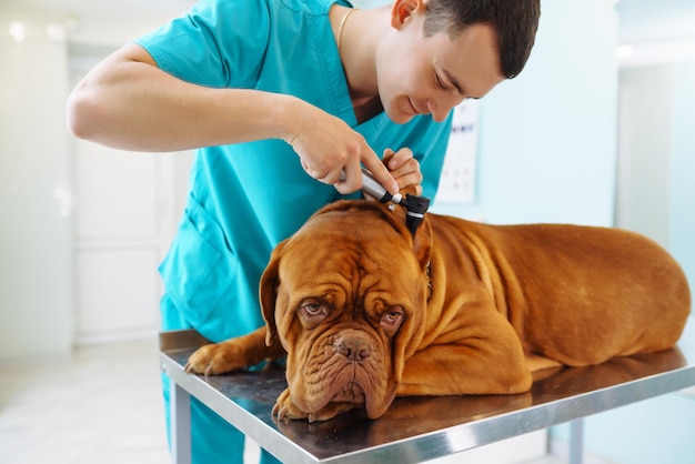 Photo young man veterinarian examining dog on table in veterinary clinic medicineanimals health care