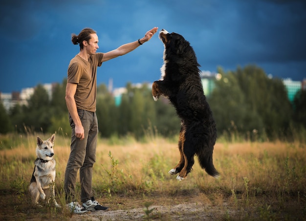 Young man walking with two dogs Bernese Mountain Dog and shepherd dogon the summer field