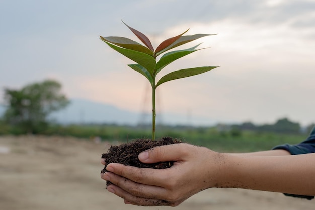 Photo young man was giving mineral fertilizers to the seedlings he cared for and protected