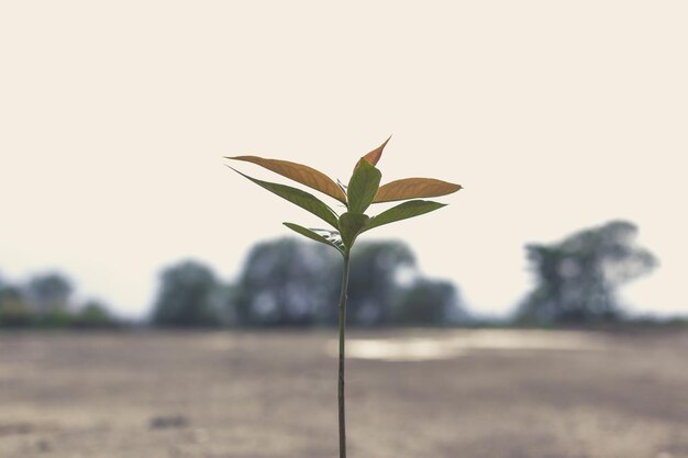 Young man was giving mineral fertilizers to the seedlings he cared for and protected