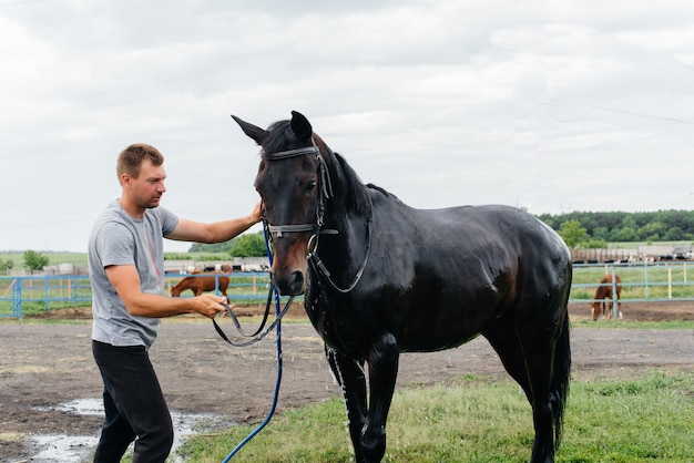 Un giovane lava un cavallo di razza con una manichetta in una giornata estiva al ranch. zootecnia e allevamento di cavalli.