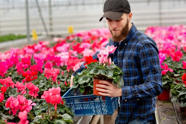 若い男が温室で植物を扱う