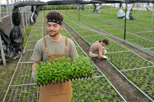 Young man in workwear and eyeglasses carrying group of potted seedlings