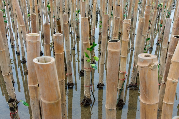 Young mangroves tree in reforestation activity