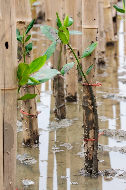 Young mangroves tree in reforestation activity