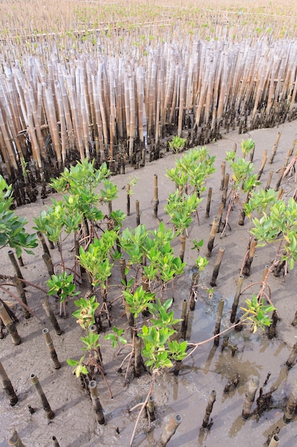 Young mangroves tree in reforestation activity