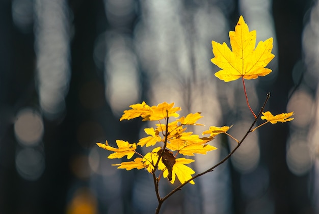 Young maple tree with the last yellow leaves in a dark autumn forest