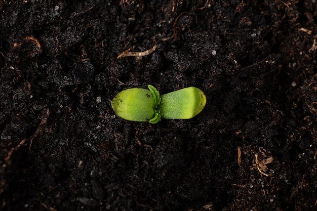 Молодые растения марихуаны в горшке с землей заделывают, семядоли первые листья конопли.