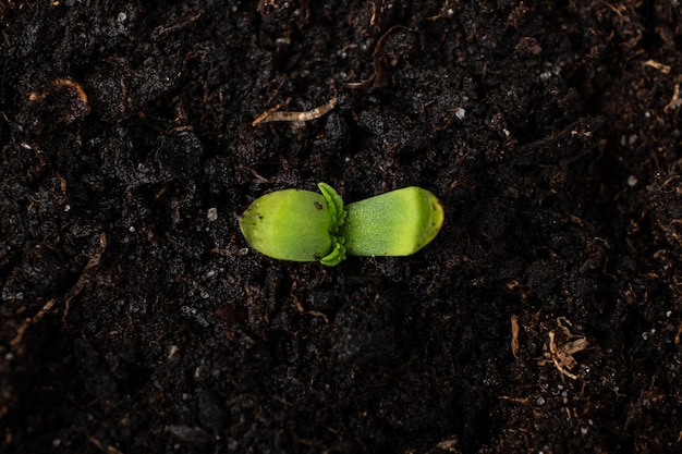 Young marijuana plant in a pot with earth close up, cotyledons first leaves of cannabis.