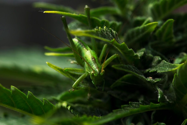 Photo young marijuana plant with beautiful leaves