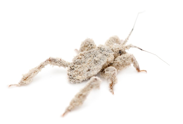 Young masked hunter Reduvius personatus covered in dust against white background