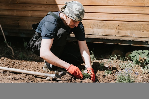 Young mature man gardener and farmer 40 years old with male hands in gloves plants daisy wildflowers on his suburban homestead in countryside village near house gardening and decorating land