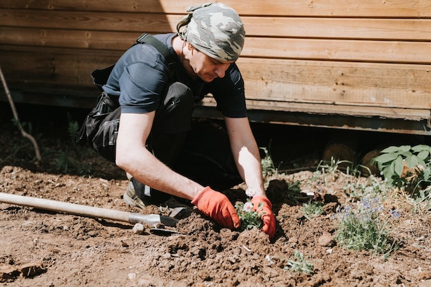 Young mature man gardener and farmer 40 years old with male hands in gloves plants daisy wildflowers on his suburban homestead in countryside village near house gardening and decorating land