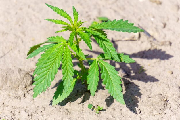 Young medical marijuana cannabis bud green leaves ganja closeup