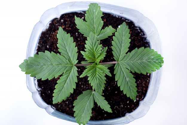 Young medicinal marijuana plant in a pot with earthen soil  and green leaves on white background,indoor grow cannabis