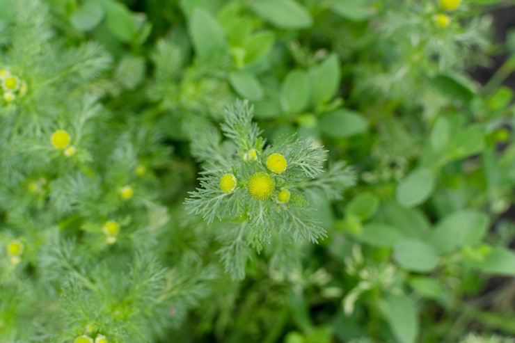Photo カモミールとして知られているマトリカリアカモミールの若い薬用植物