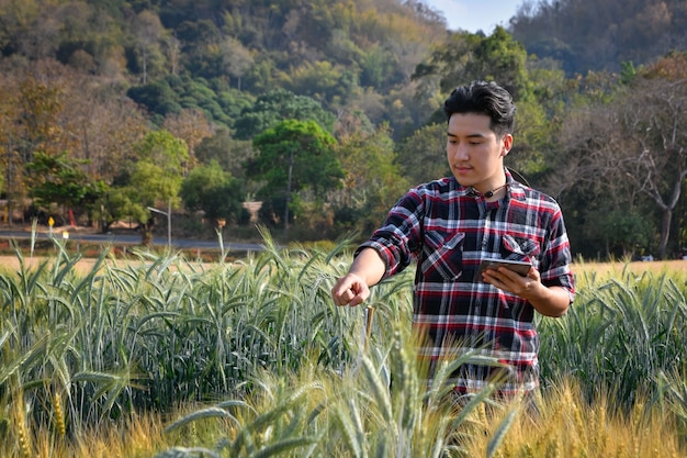 젊은 남자는 랩톱을 사용합니다. 실험적인 플롯, 농업 및 기술 개념에서 보리 품종 연구.