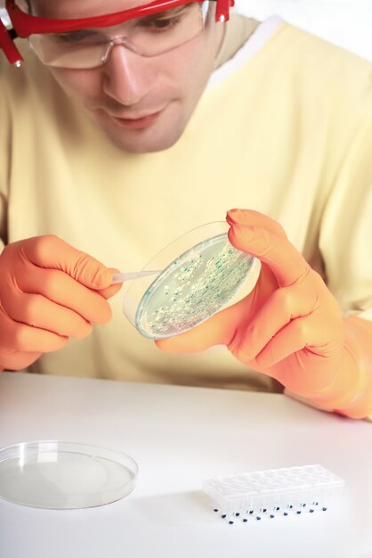 Photo young microbiologist works with bacterial cultures in the lab