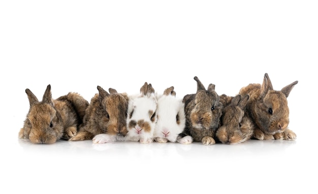 Photo young miniature rabbits in front of white background