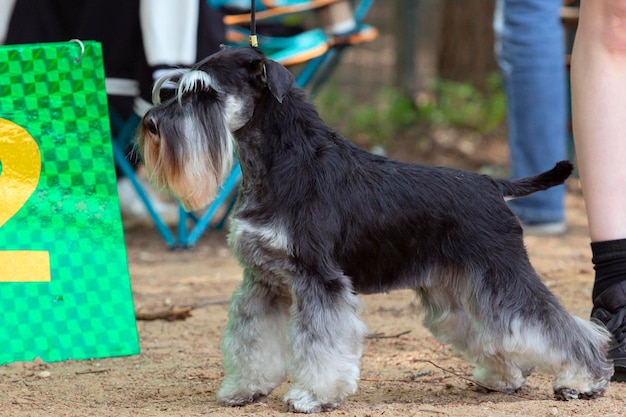 Photo a young miniature schnauzer at a dog show