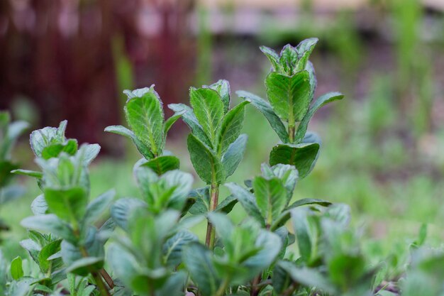 若いミント植物は庭で育ちます