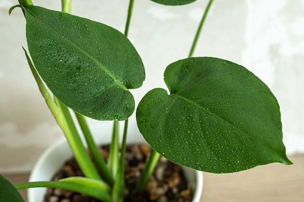 Young Monstera deliciosa  leaves in water drops