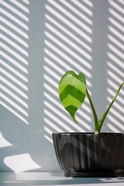 Young Monstera plant in black flower pot on white table with sunlight and shadow on surface