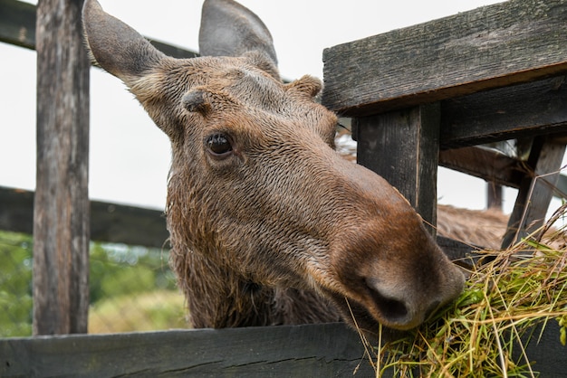 Young moose eating grass from the feeder.