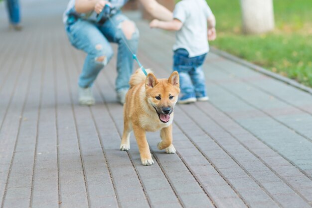 Young mother and little child boy plays with a dog on the grass. Puppy shiba inu playing with happy family