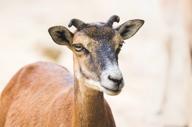 자연 환경에서 흐리게하는 빛에 젊은 mouflon