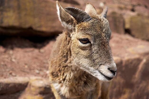 작은 뿔 근접 촬영을 가진 젊은 mouflon 숫양