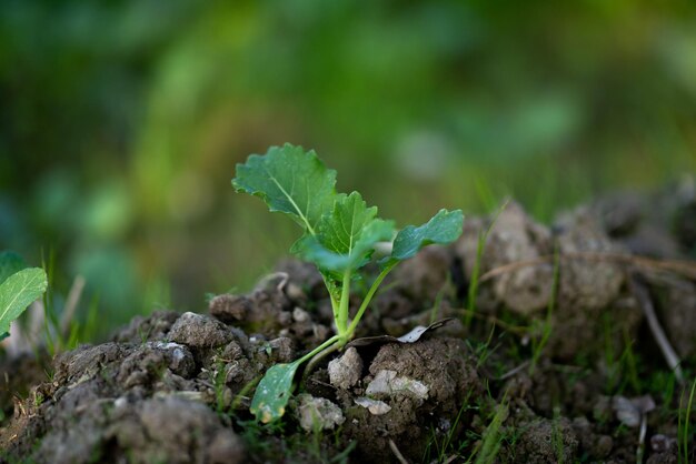 Young mustard plants are growing in the field