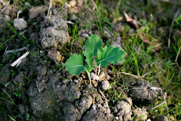 Young mustard plants are growing in the field