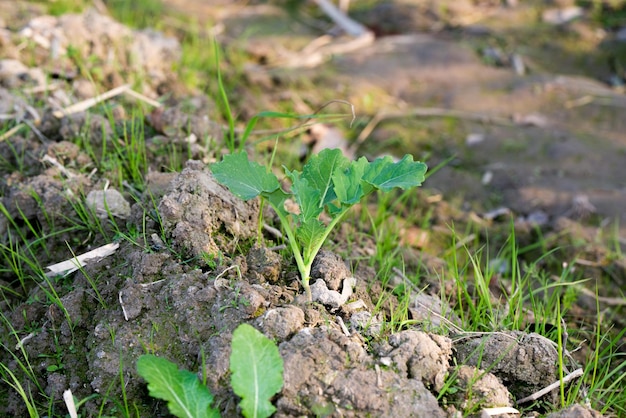 Young mustard plants are growing in the field